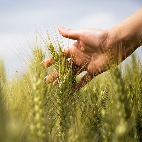 find-organic-square-iStock_000011934948XXLarge